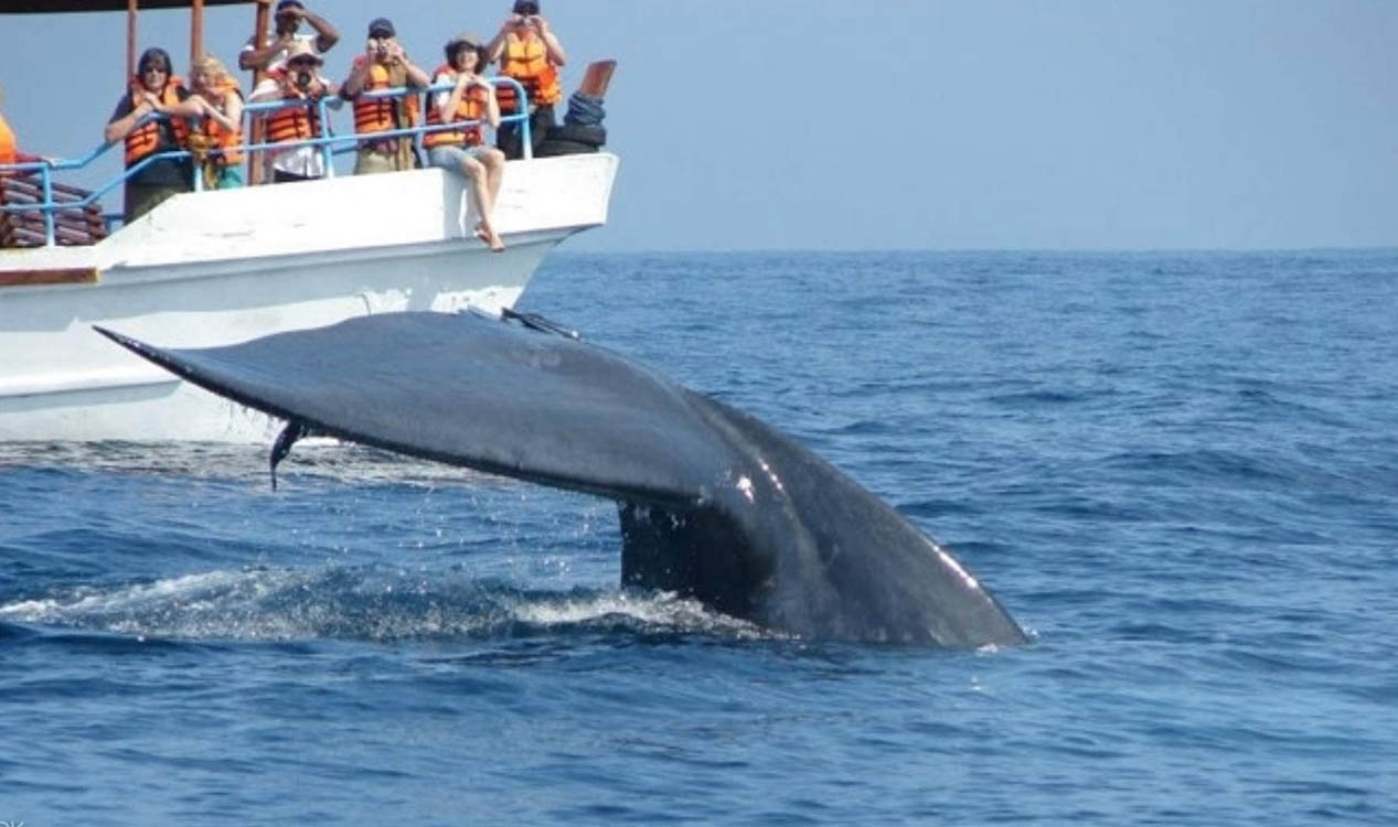 Whale Watching Sri Lanka